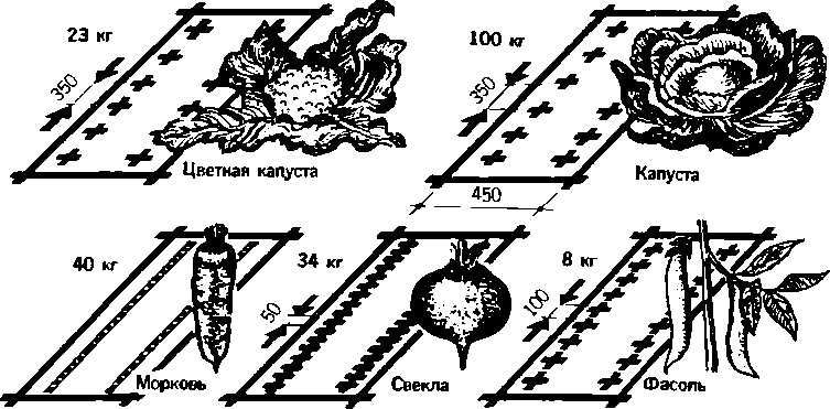 Солнечный вегетарий. Витаминное изобилие круглый год - img_52.png