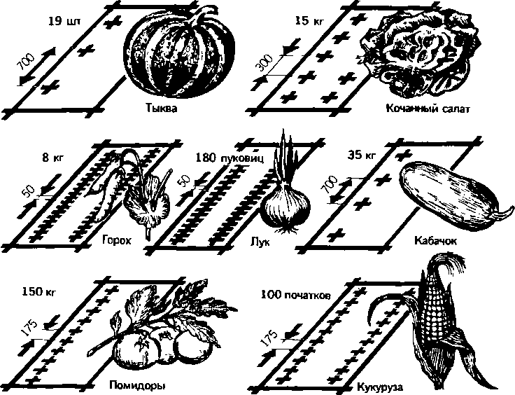 Солнечный вегетарий. Витаминное изобилие круглый год - img_53.png