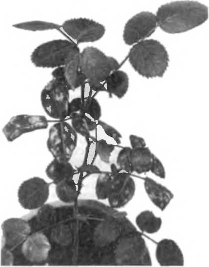 Солнечный вегетарий. Витаминное изобилие круглый год - img_56.jpeg