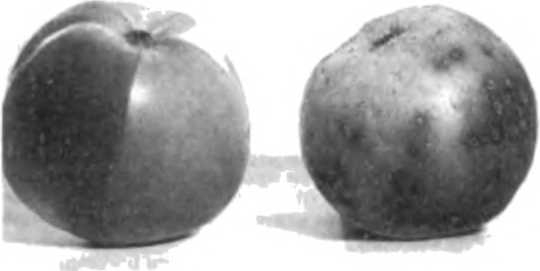 Солнечный вегетарий. Витаминное изобилие круглый год - img_57.jpeg