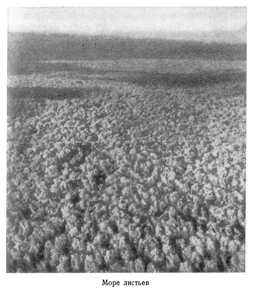 В стране ваи-ваи - i_005.jpg