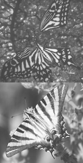 Истории и мифы мира титанов. Всё, что нужно знать об Атаке титанов - i_007.jpg