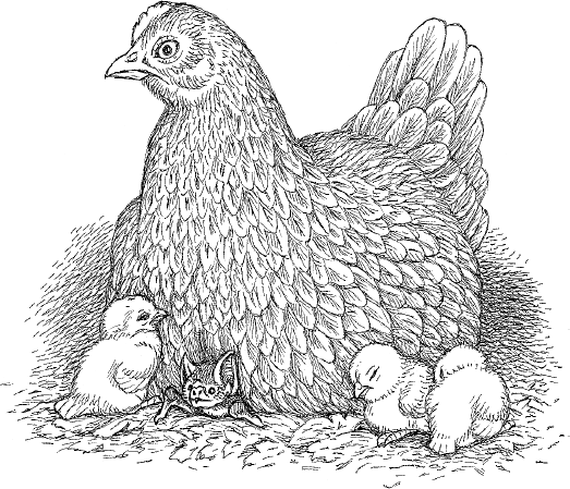 Жуткая биология для безнадежных гуманитариев. Вампировые летучие мыши, пиявки и прочие кровососущие - i_001.png