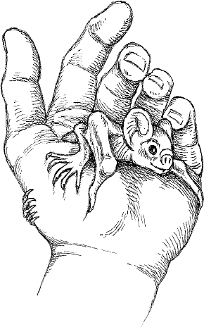 Жуткая биология для безнадежных гуманитариев. Вампировые летучие мыши, пиявки и прочие кровососущие - i_003.png