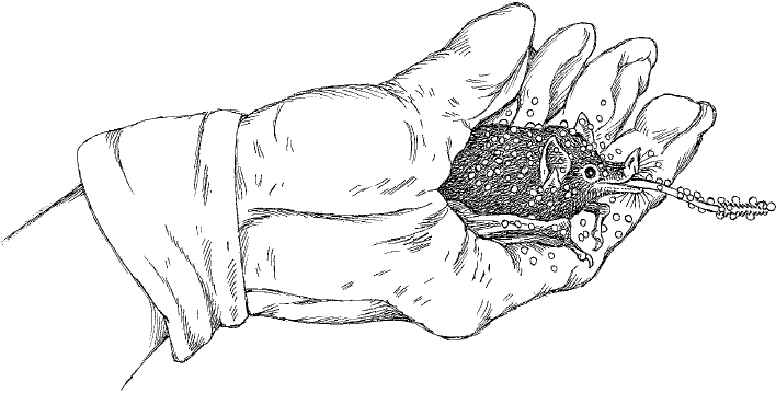 Жуткая биология для безнадежных гуманитариев. Вампировые летучие мыши, пиявки и прочие кровососущие - i_005.png