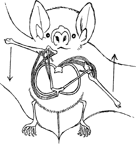 Жуткая биология для безнадежных гуманитариев. Вампировые летучие мыши, пиявки и прочие кровососущие - i_006.png