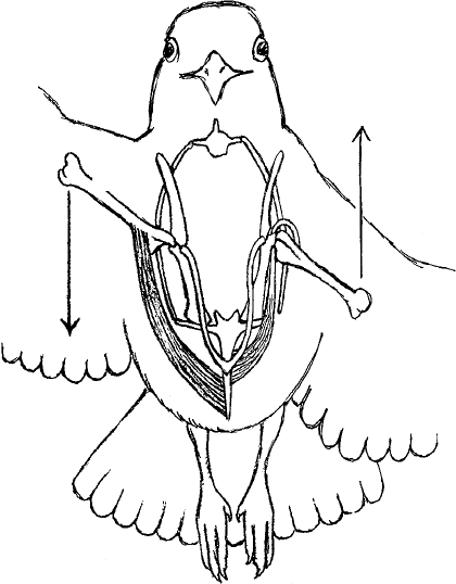 Жуткая биология для безнадежных гуманитариев. Вампировые летучие мыши, пиявки и прочие кровососущие - i_007.png