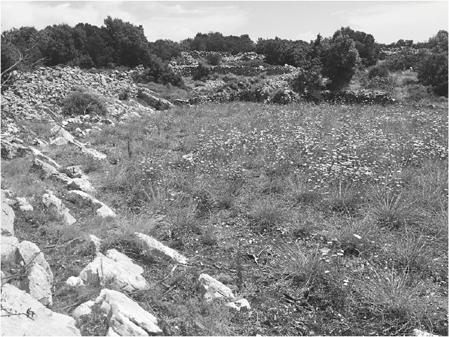 Происхождение вкусов: Как любовь к еде сделала нас людьми - i_003.png