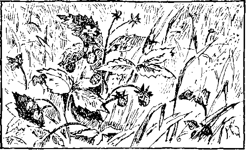 Золотая рыбка - i_016.png