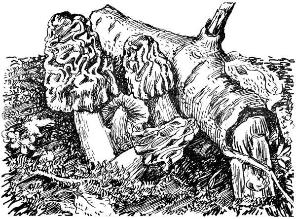 Третья охота. Григоровы острова. Трава - i_005.png