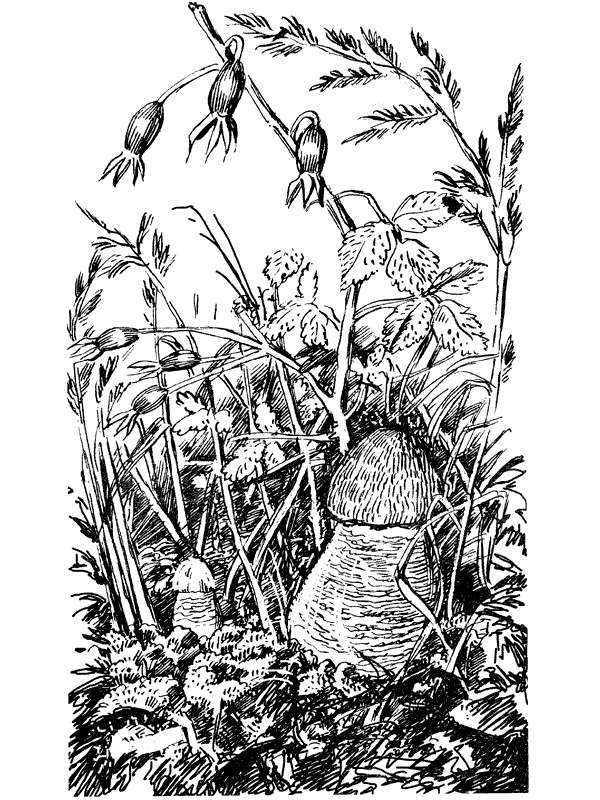 Третья охота. Григоровы острова. Трава - i_008.png