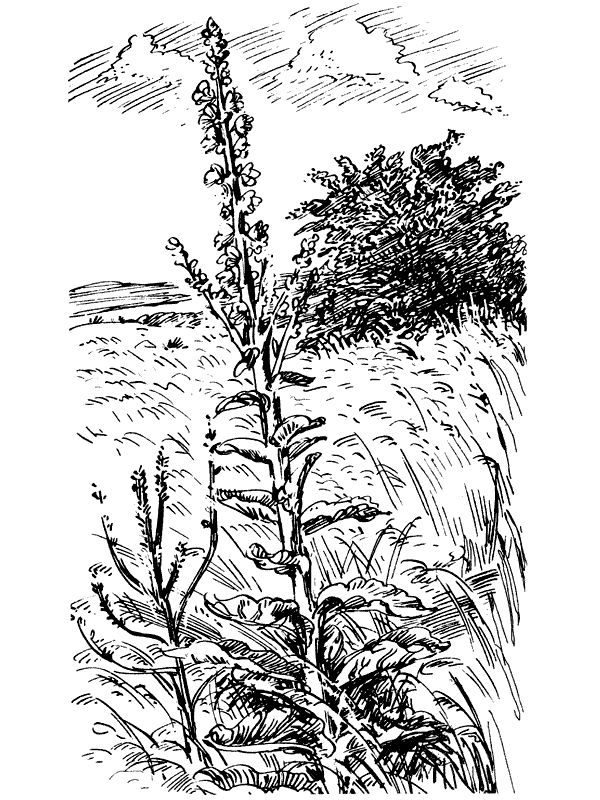 Третья охота. Григоровы острова. Трава - i_021.png