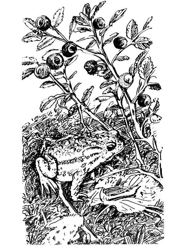 Третья охота. Григоровы острова. Трава - i_024.png