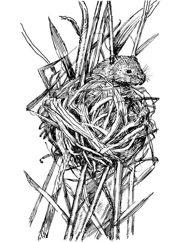 Третья охота. Григоровы острова. Трава - i_025.png