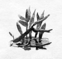 Щука - i_004.jpg