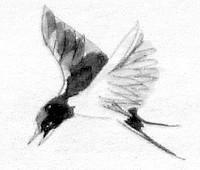 Щука - i_009.jpg