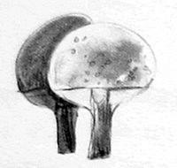 Щука - i_026.jpg