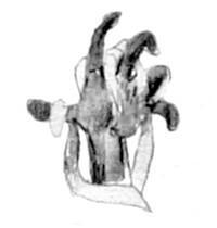 Щука - i_029.jpg