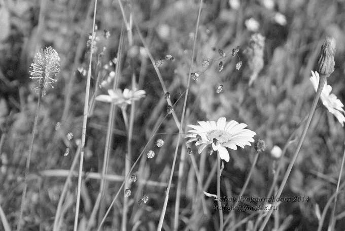 Цветы в огне войны - i_007.jpg