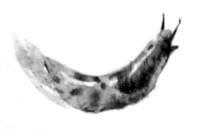 Барсук - i_007.jpg