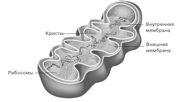 Биология для тех, кто ищет ответы в природе - img0e7772a1846040c0bac96bcf1c15c824.jpg