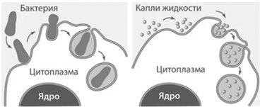 Биология для тех, кто ищет ответы в природе - img6b3eae01b9fe41bca0a925d7c096626a.jpg