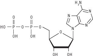 Биология для тех, кто ищет ответы в природе - img811988850a0c4a6fa3b6462461f02e06.jpg