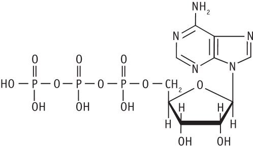 Биология для тех, кто ищет ответы в природе - img83c5f52f7f4f4799b722d6ca1af62745.jpg