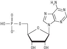 Биология для тех, кто ищет ответы в природе - img865ef2a10be342bfa06163ec3aaed792.jpg