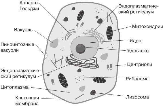 Биология для тех, кто ищет ответы в природе - img9f878ce4843349dd8ce80c6f0cbf2630.jpg