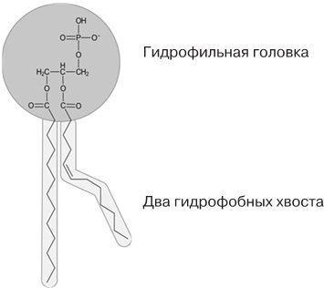 Биология для тех, кто ищет ответы в природе - imgb8ee5b51713344928e056e8fa49bb5a6.jpg