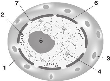 Биология для тех, кто ищет ответы в природе - imgcda438e51a4045039aa05ed0ecbfb79d.jpg