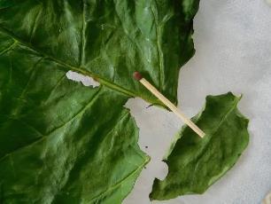 Колорадский жук и душистый табак - img1344.jpg