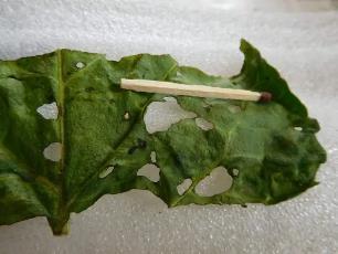 Колорадский жук и душистый табак - img257C.jpg