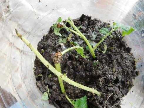 Колорадский жук и душистый табак - img29C0.jpg