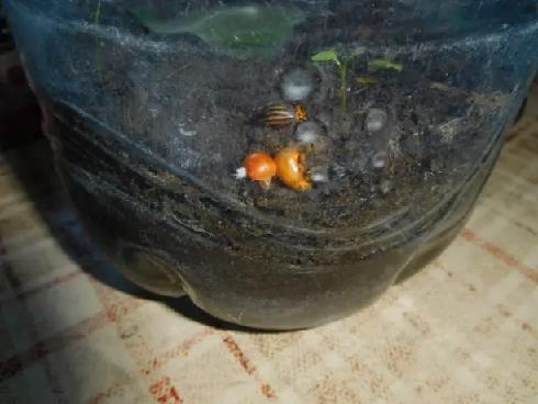 Колорадский жук и душистый табак - img2BA4.jpg