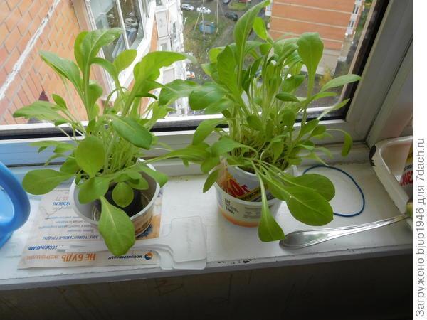 Колорадский жук и душистый табак - img3CB4.jpg