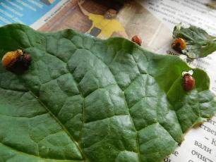 Колорадский жук и душистый табак - img3FB0.jpg