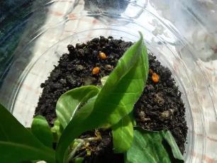 Колорадский жук и душистый табак - img408.jpg