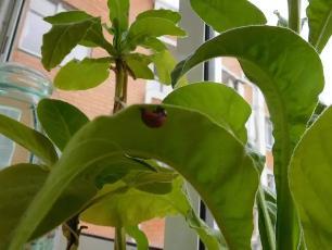 Колорадский жук и душистый табак - img4645.jpg