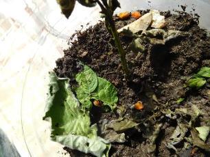 Колорадский жук и душистый табак - img46A3.jpg