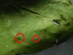 Колорадский жук и душистый табак - img4A1C.jpg