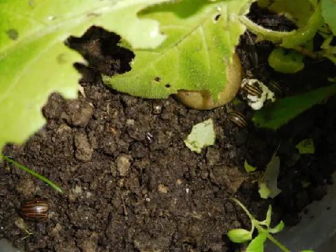 Колорадский жук и душистый табак - img4D09.jpg