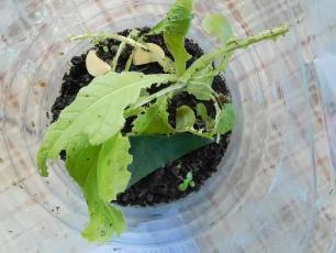 Колорадский жук и душистый табак - img4E12.jpg