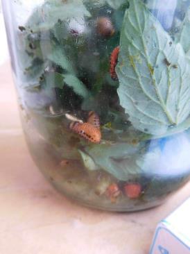 Колорадский жук и душистый табак - img51D9.jpg