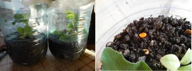 Колорадский жук и душистый табак - img5A32.jpg