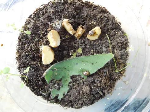 Колорадский жук и душистый табак - img5C64.jpg