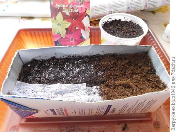 Колорадский жук и душистый табак - img649.jpg