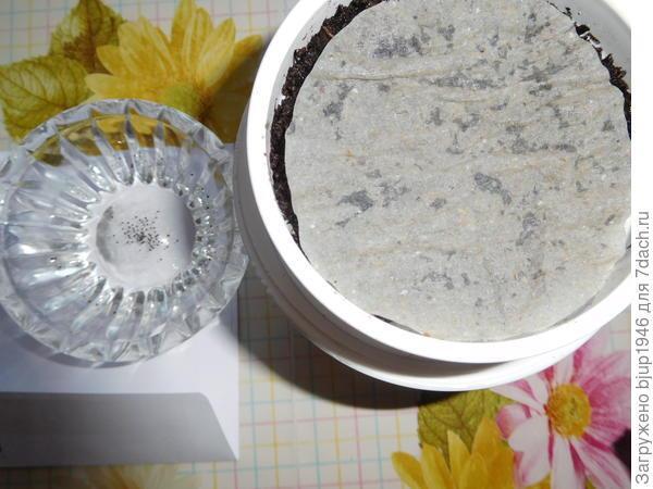 Колорадский жук и душистый табак - img64CD.jpg