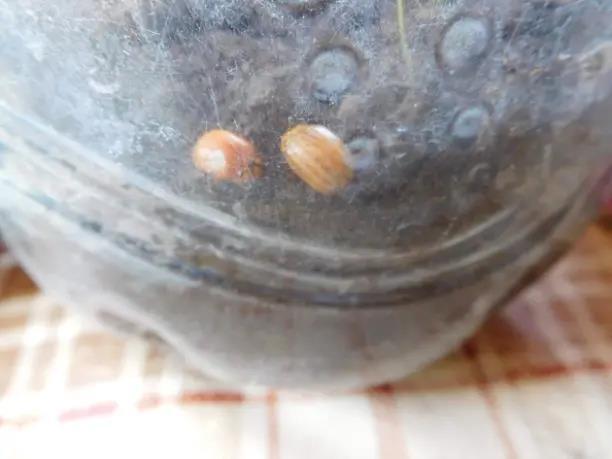 Колорадский жук и душистый табак - img76A8.jpg